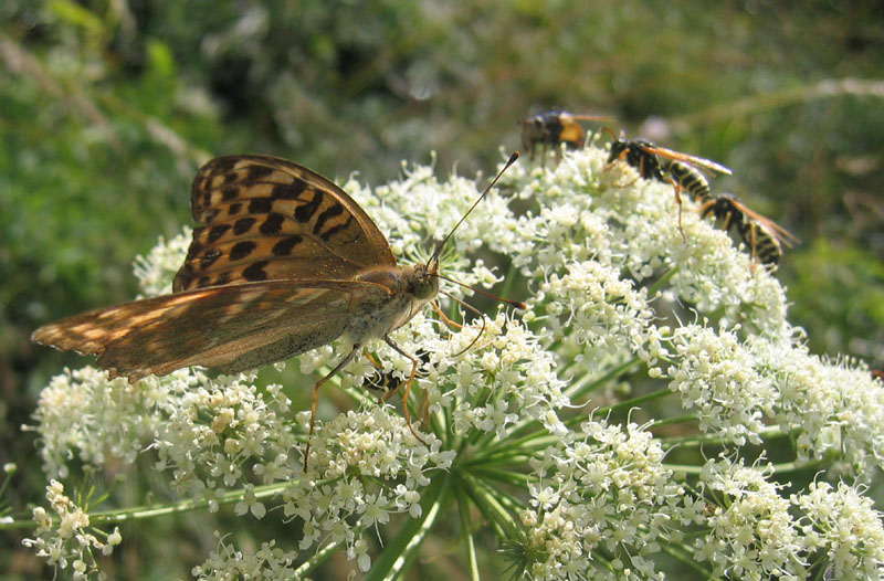 Argynnis paphia (m.) Nymphalidae........dal Trentino